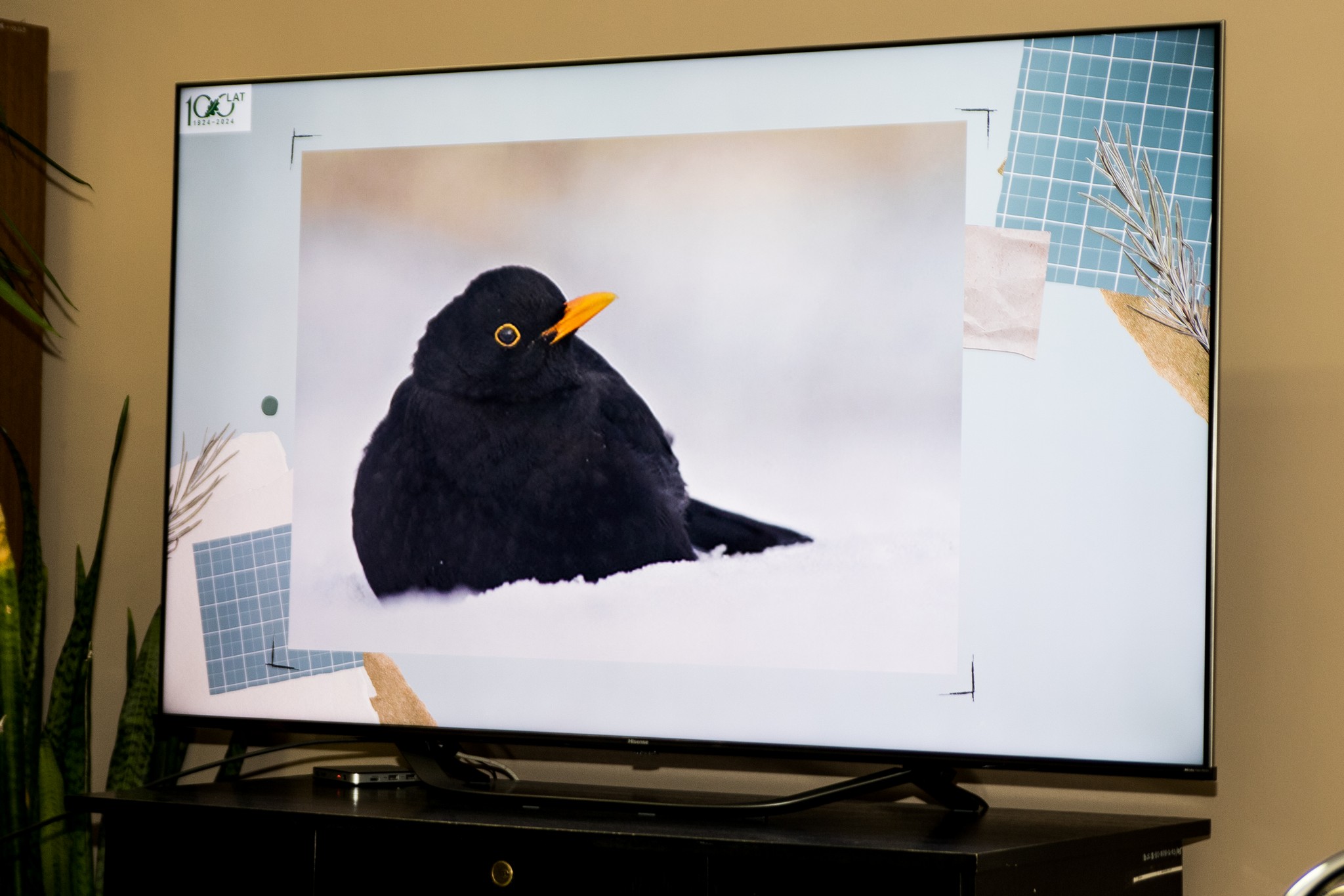 Zawitał do nas ornitolog…