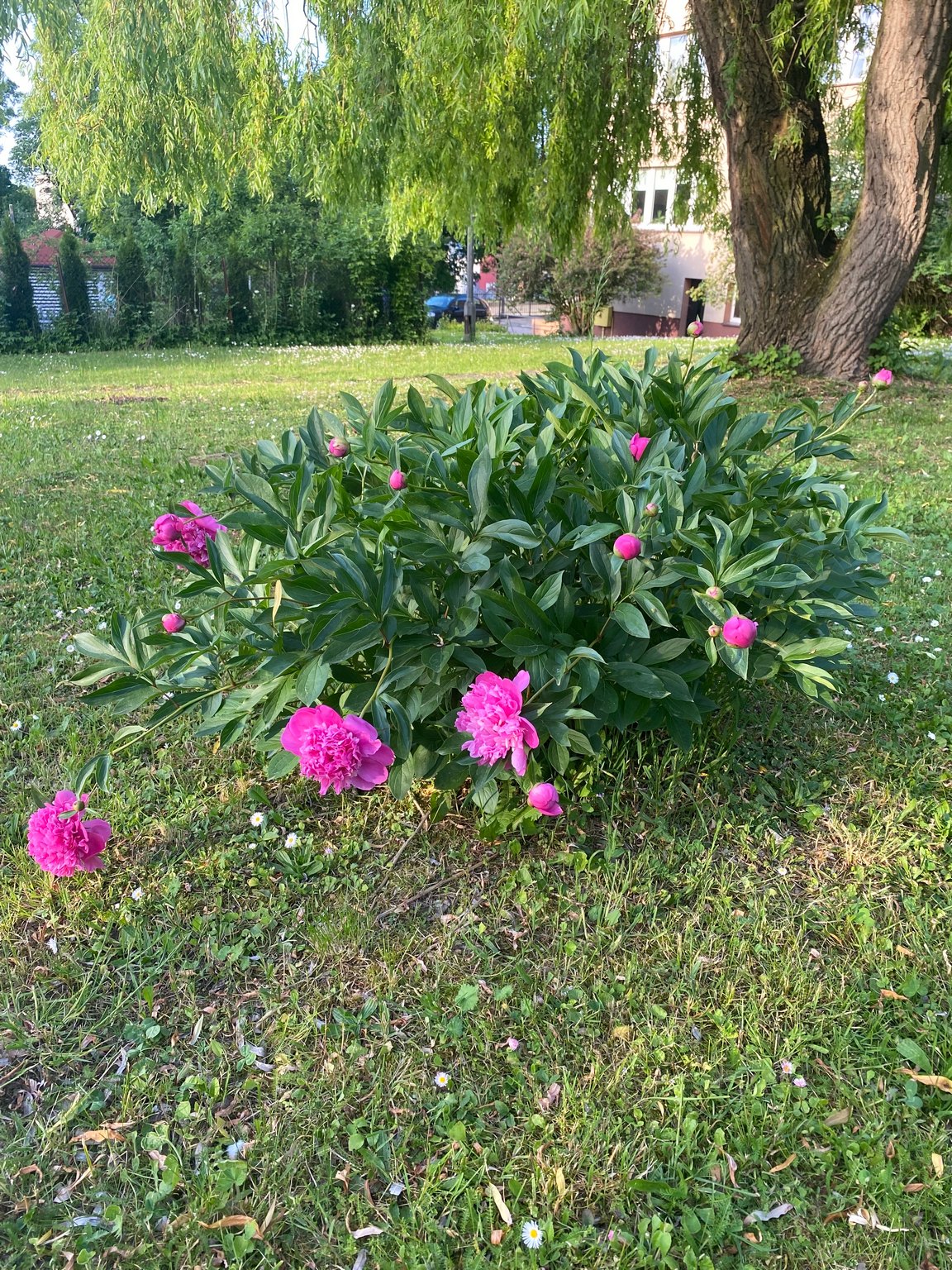 Wiosenne grillowanie w Bursie