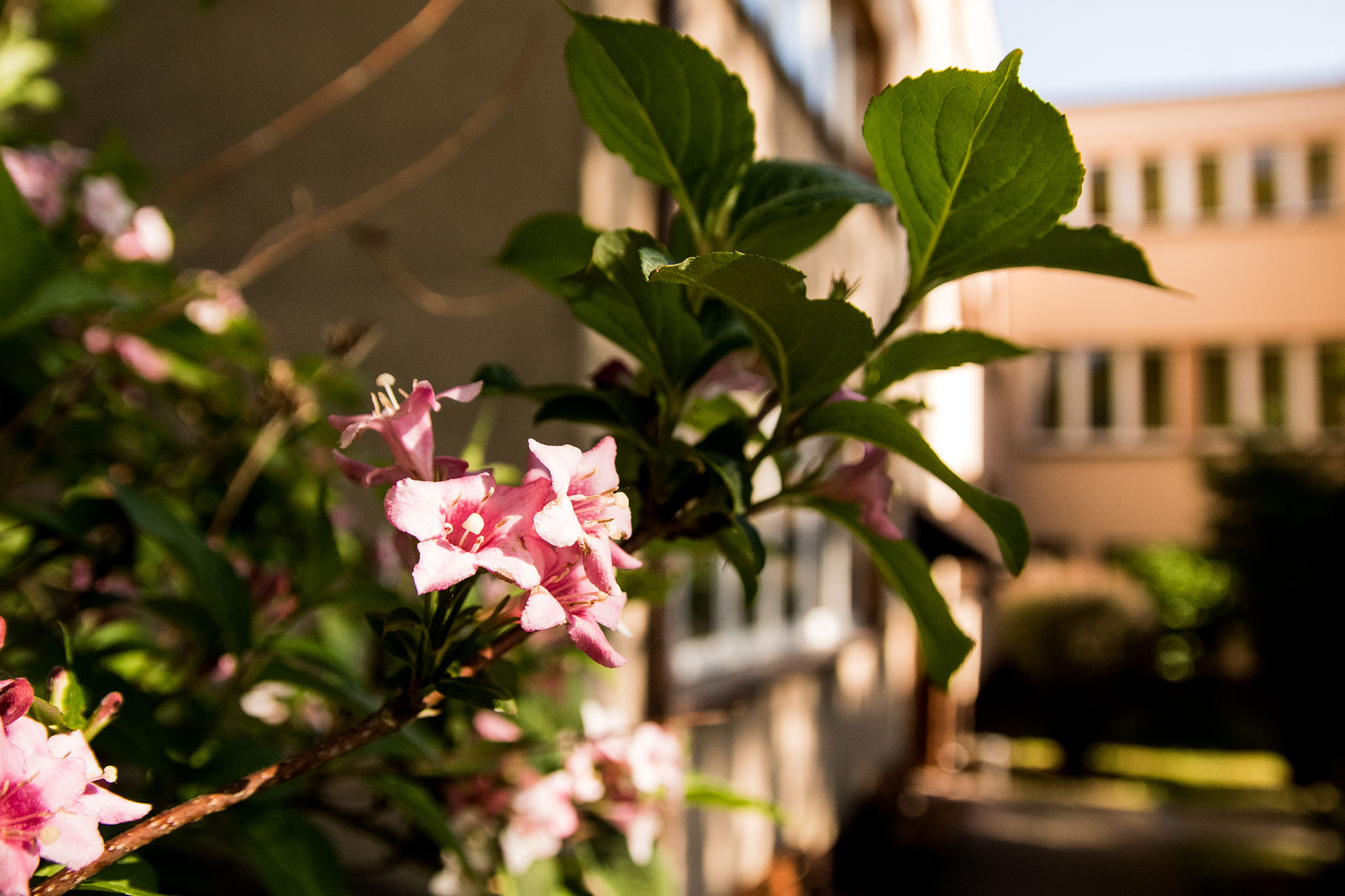 Kwiatowy raj miechowskiej bursy