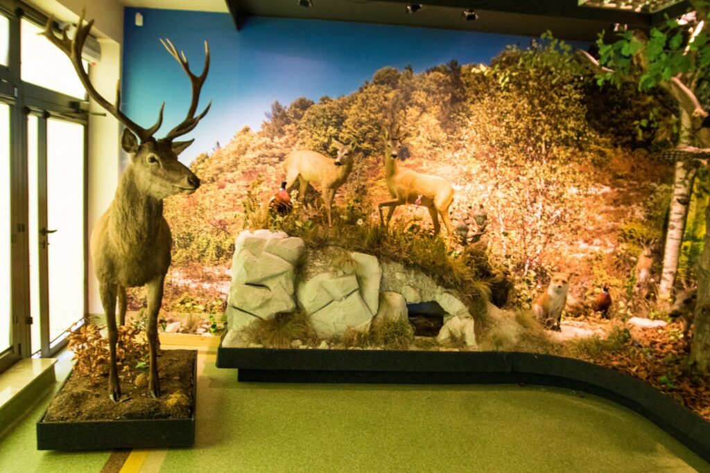 „Las w pigułce” - Świętujemy Dzień Dziecka