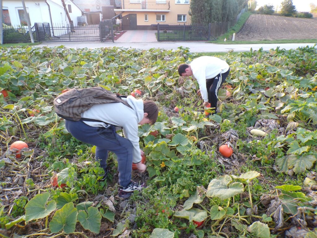 Wychowankowie Bursy Szkolnej w Miechowie podczas warsztatów artystyczno-integracyjnych z okazji Halloween. Zdjęcia przedstawiają zbieranie dyń w gospodarstwie rolnym, tworzenie halloweenowych lampionów, malowanie ozdób gipsowych oraz wspólną pracę i integrację młodzieży podczas zajęć.