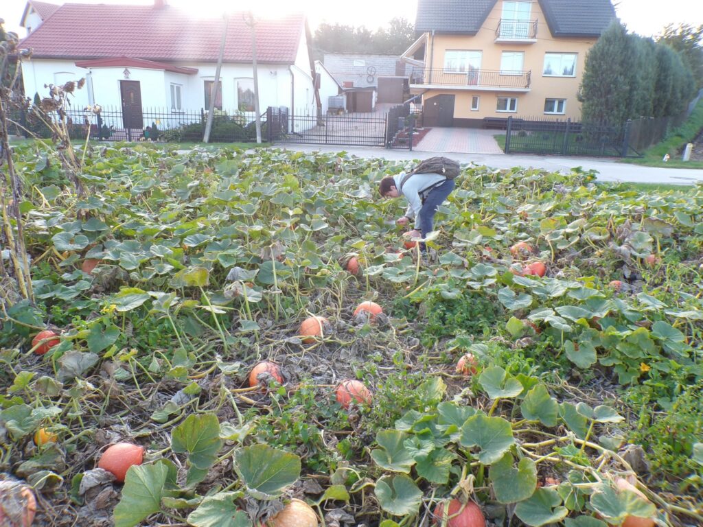 Wychowankowie Bursy Szkolnej w Miechowie podczas warsztatów artystyczno-integracyjnych z okazji Halloween. Zdjęcia przedstawiają zbieranie dyń w gospodarstwie rolnym, tworzenie halloweenowych lampionów, malowanie ozdób gipsowych oraz wspólną pracę i integrację młodzieży podczas zajęć.